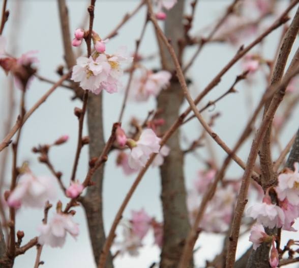 Autumnalis Rosea