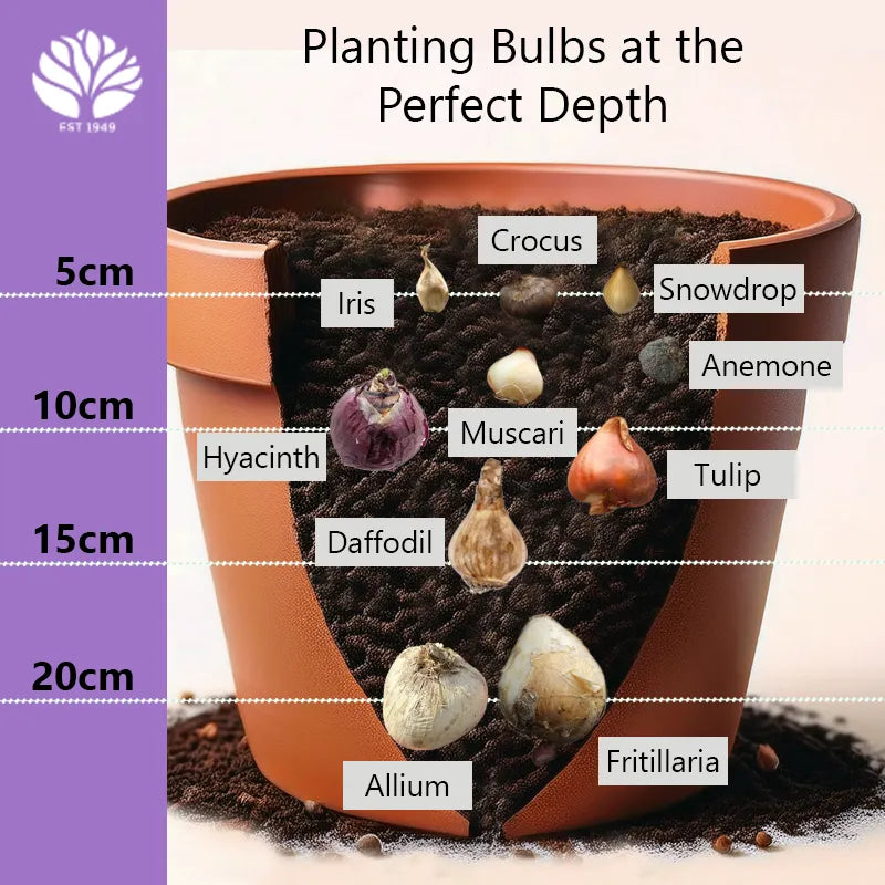 Pot showing what depth to plant bulbs for a bulb lasagne