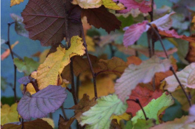 Purple-Leaved Cobnut Sapling Trees