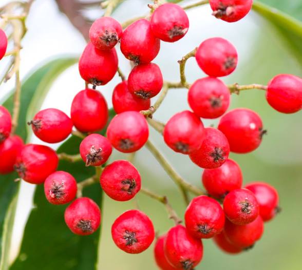 Cotoneaster ‘Cornubia’