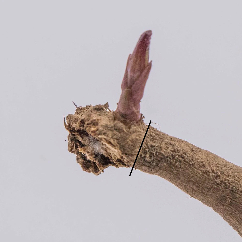 Dahlia tuber with a sprouting eye
