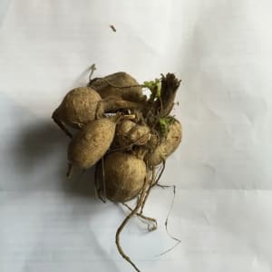 Dahlia tuber with new shoots emerging from the crown in spring