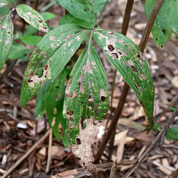 Eaten clematis leaves by slug