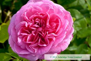 Gertrude Jekyll