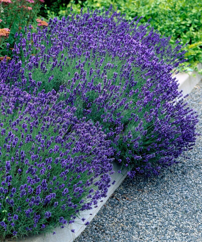 Hidcote lavender lining a garden path