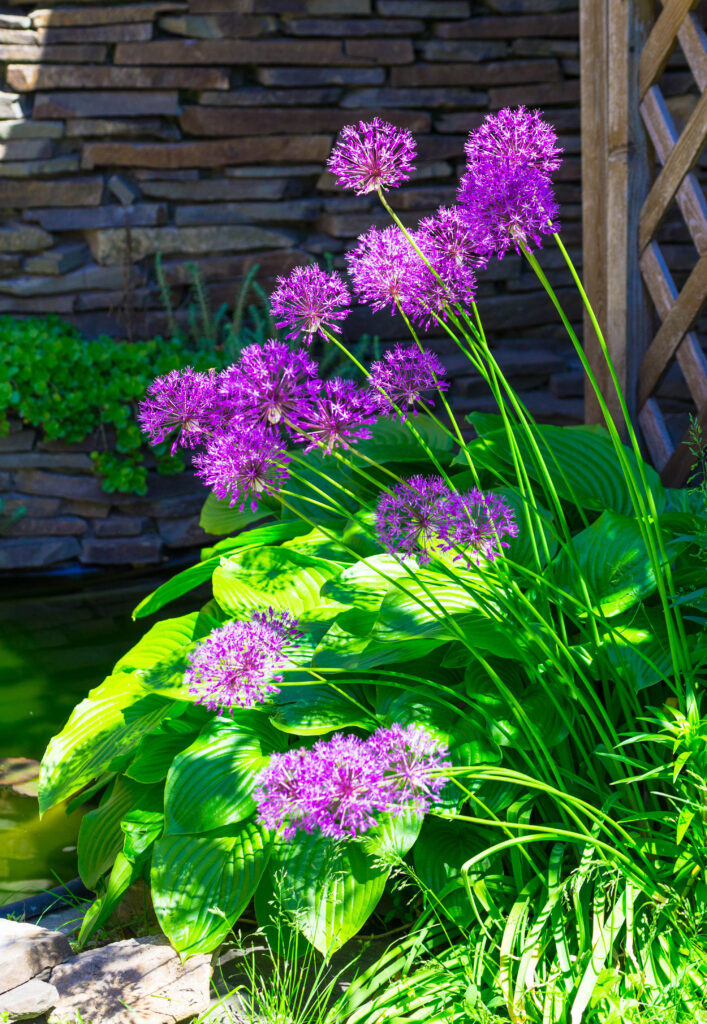 Hostas with Allium Purple Sensation