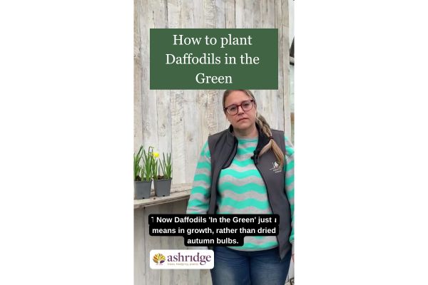 Watch our video on how to plant daffodils in the green!