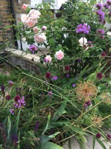 David Austin rose