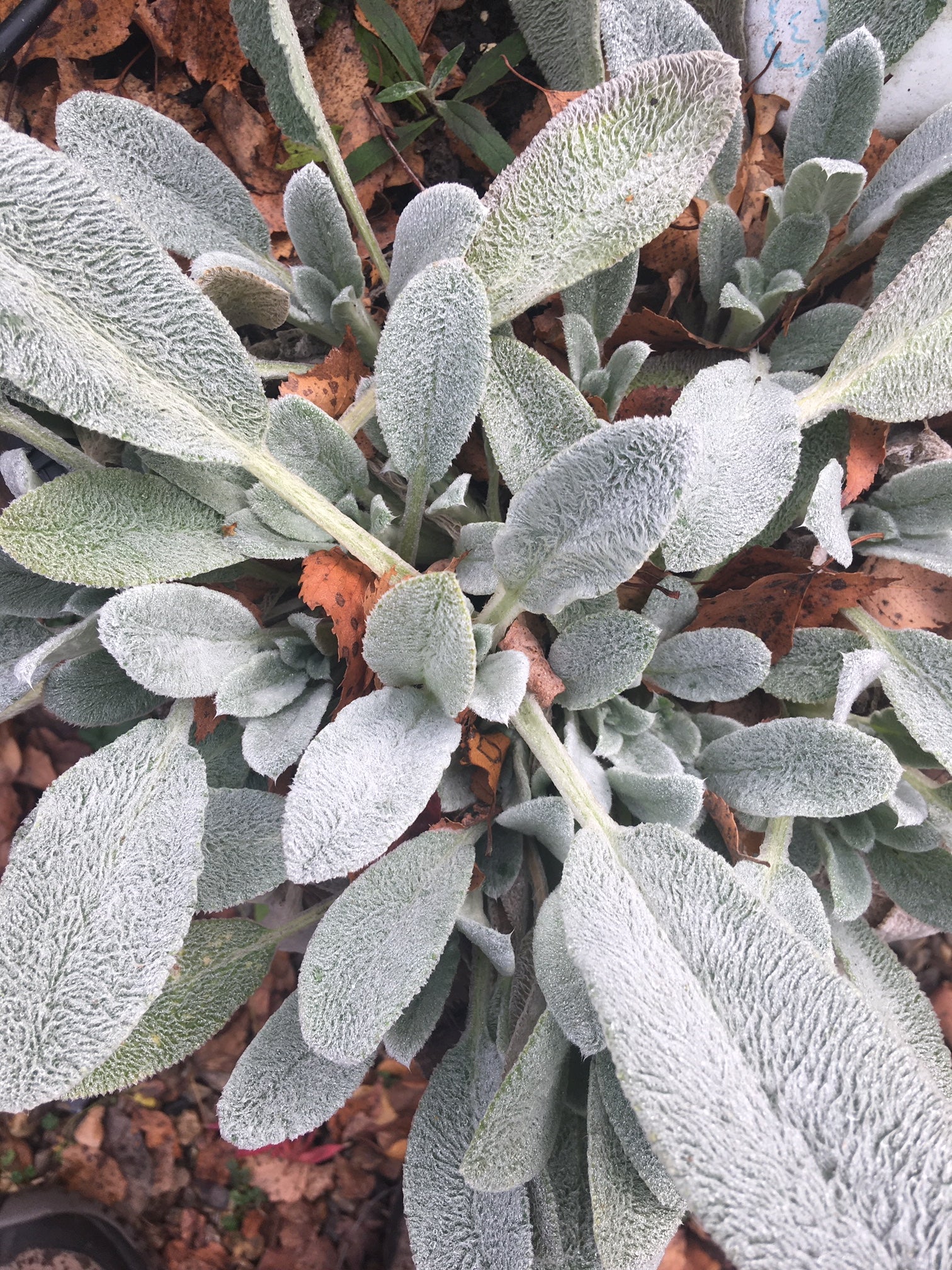 Lamb's Ears foliage