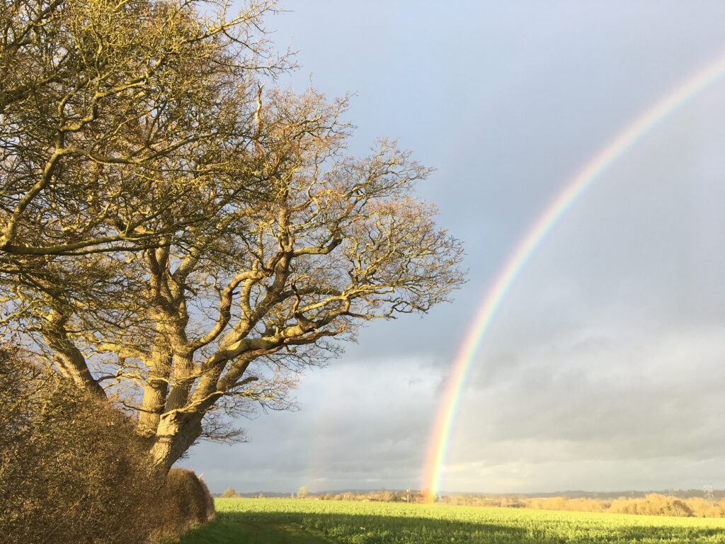 oak trees for sale
