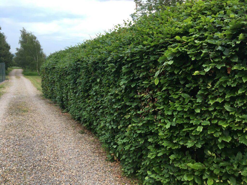 beech hedging for sale