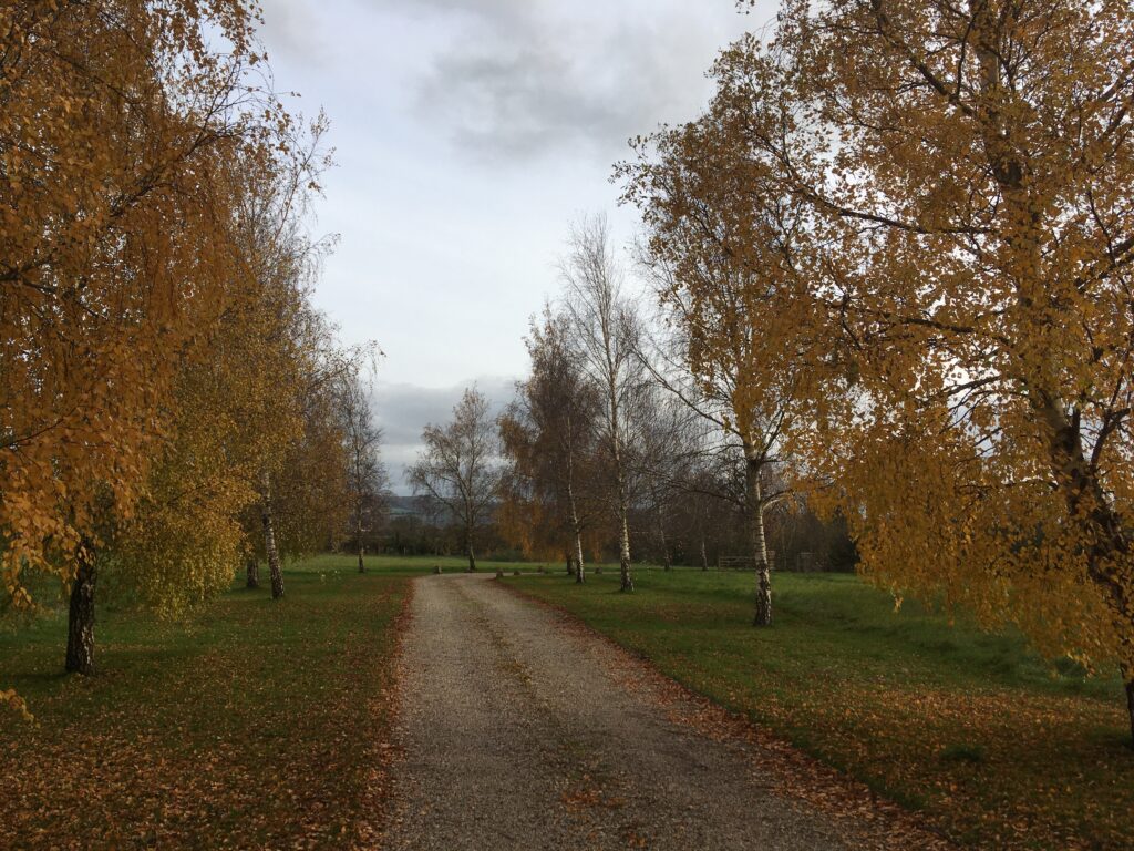 silver birch for sale