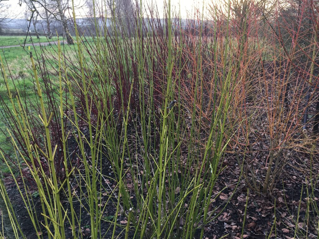 dogwood for sale