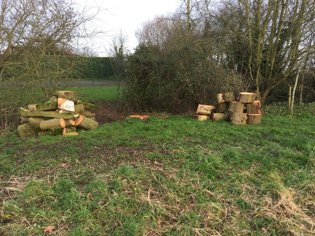 willow for sale