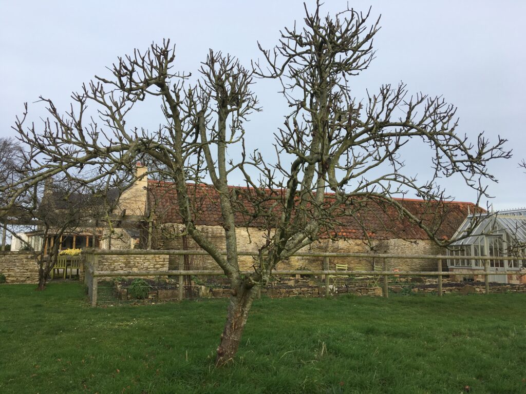 apple trees for sale