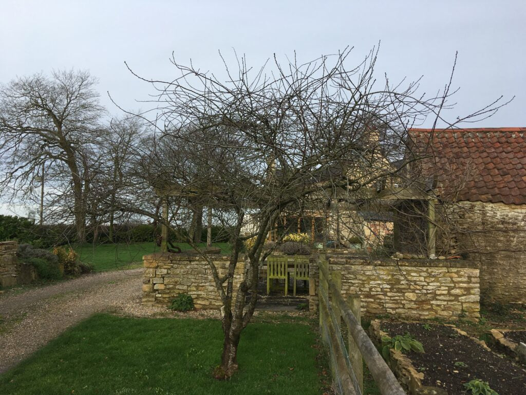 cherry trees for sale