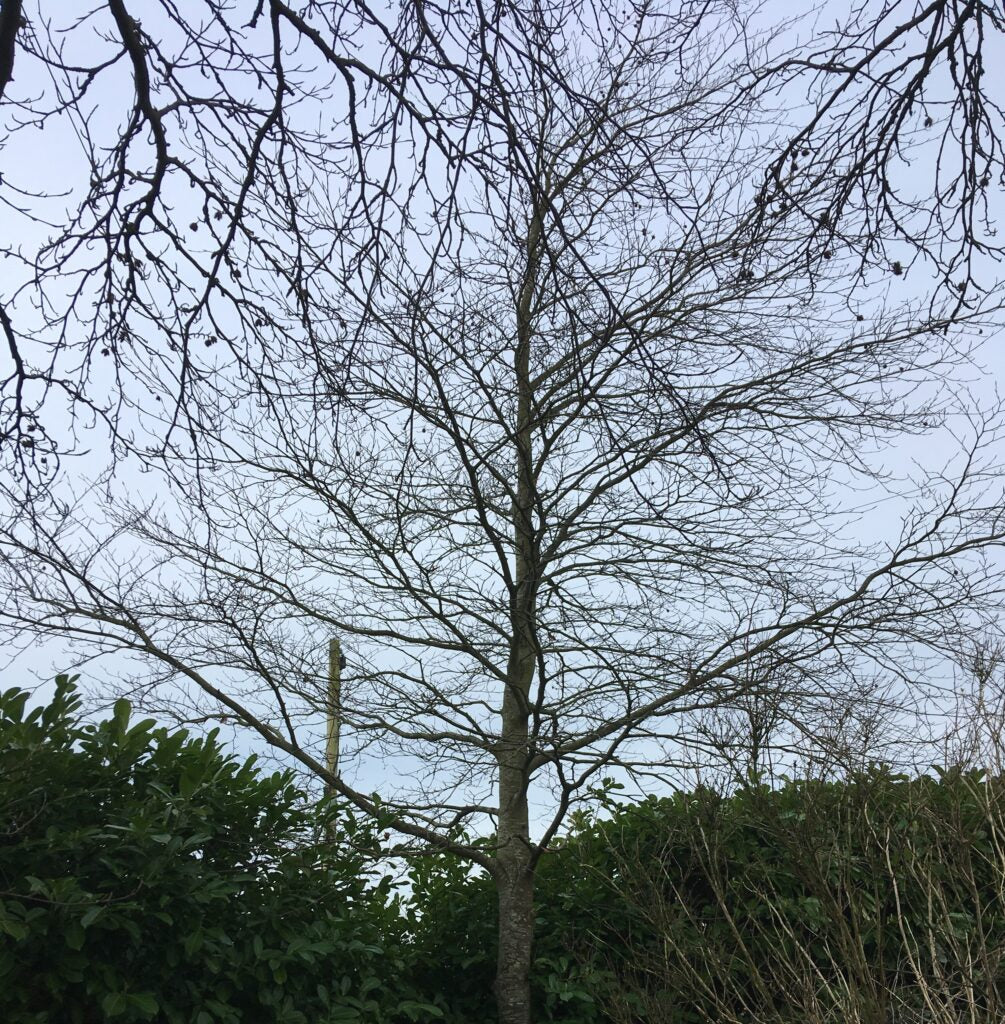 copper beech for sale