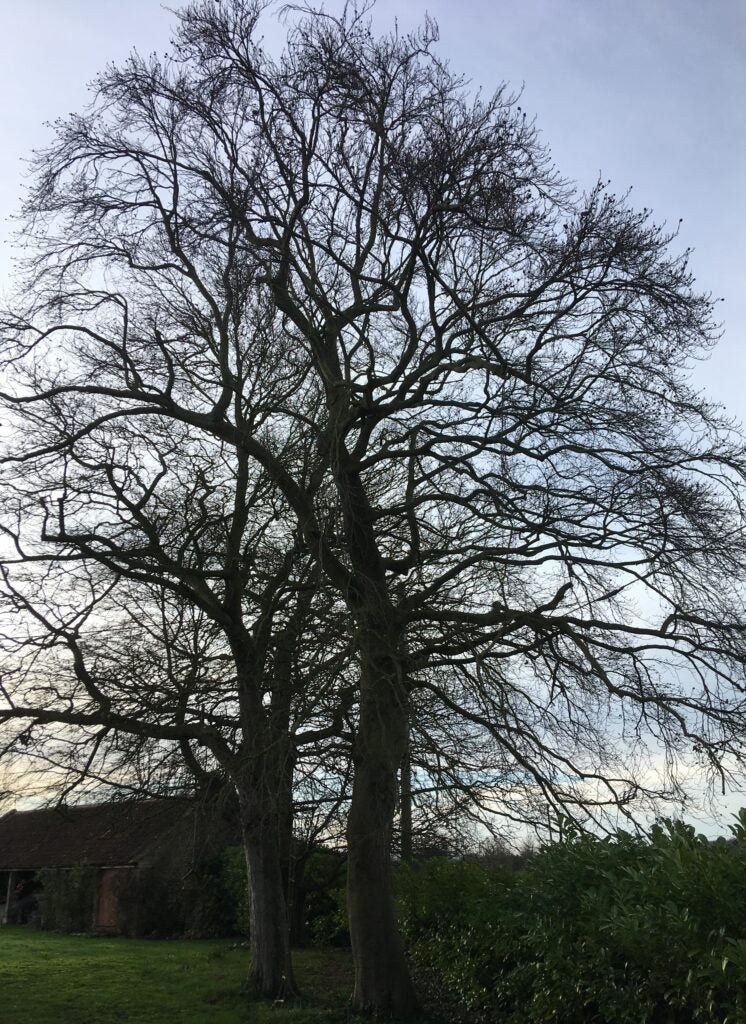 beech trees for sale