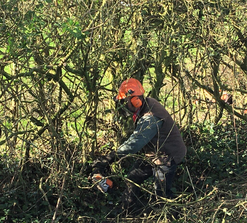hedging for sale