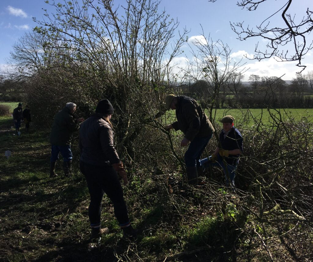 hedging for sale