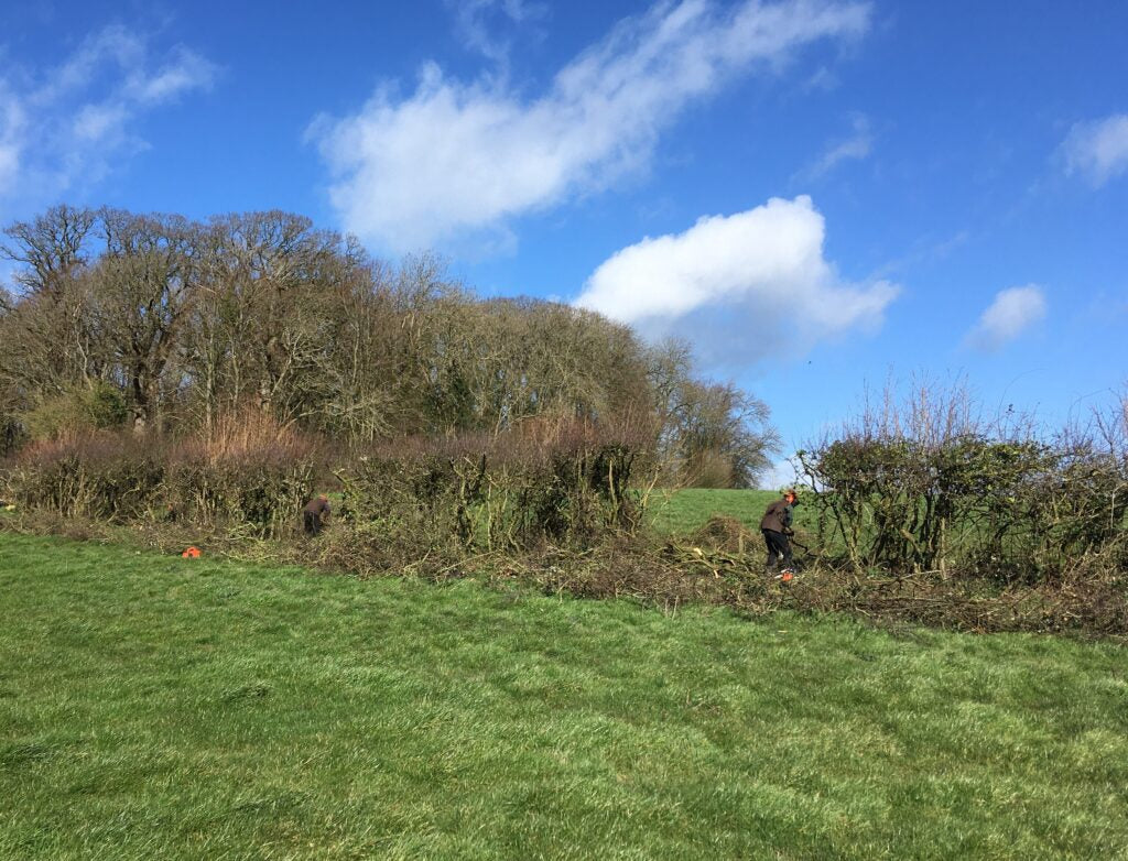hedging for sale