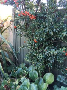 Pyracantha