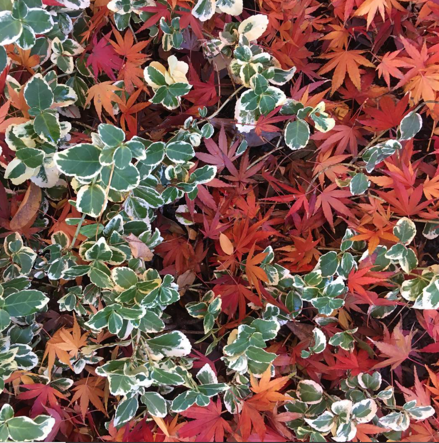 Maple leaves in autumn