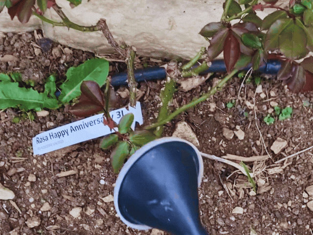 Adding liquid rose feed to a rose