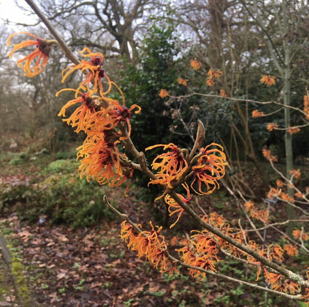 Hamamelis × intermedia with orange flowers