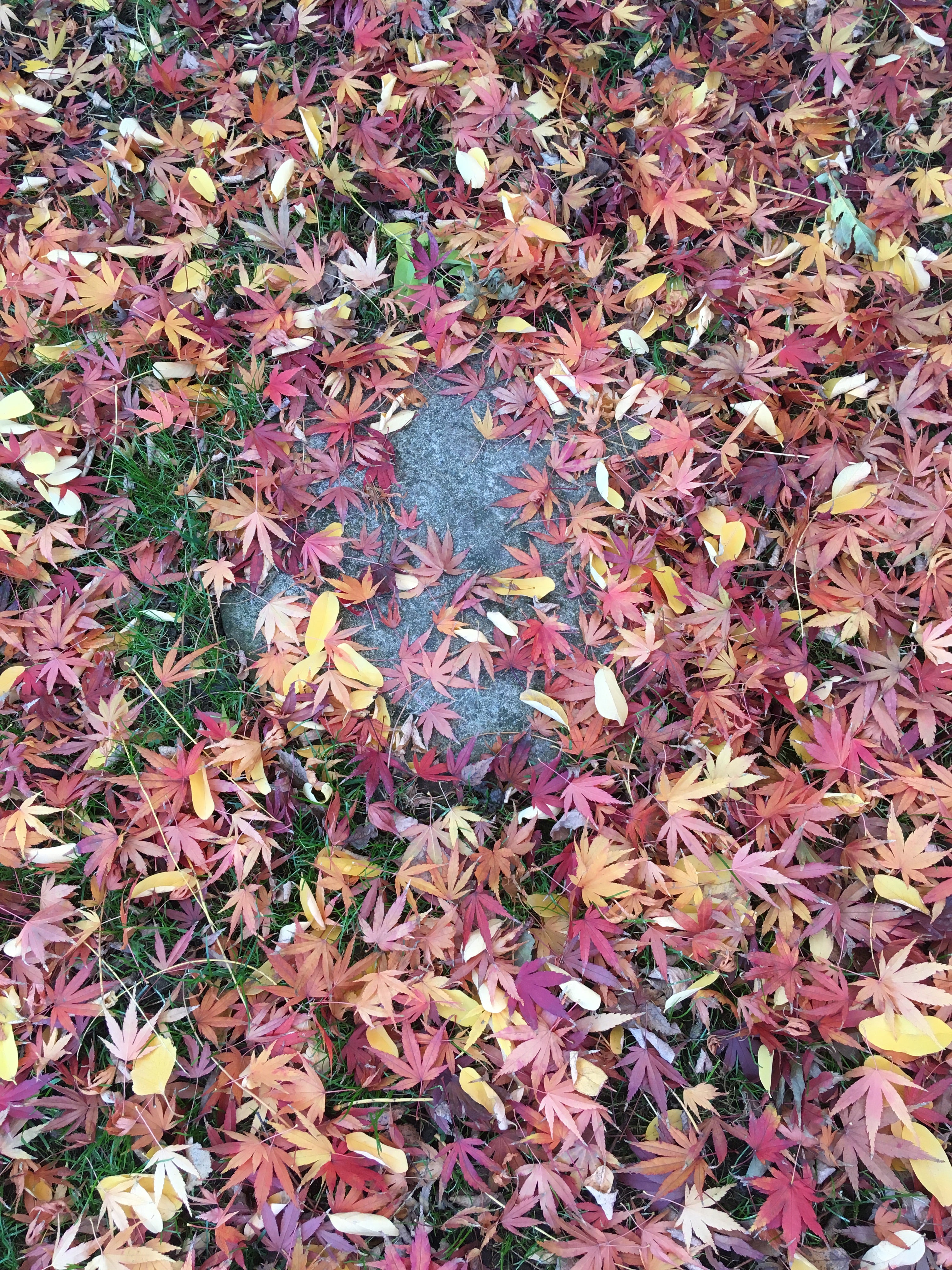 Acers for sale