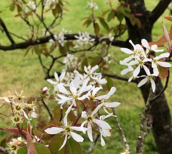 Amelanchier Tree