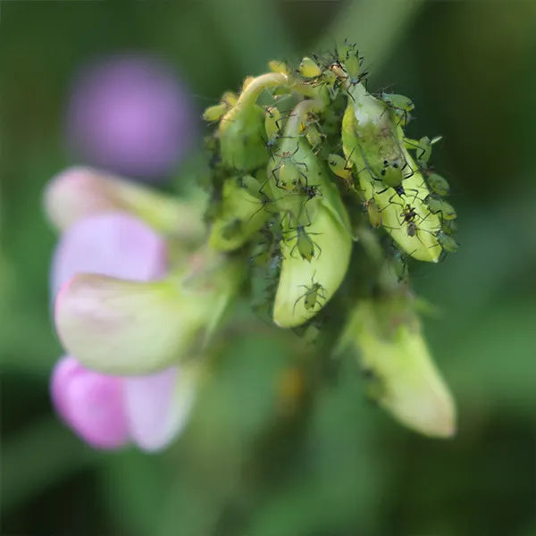 Small aphid pests on the stems and undersides of leaves, visibly feeding