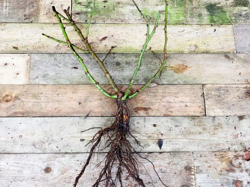 Bareroot rose plant ready for planting in winter