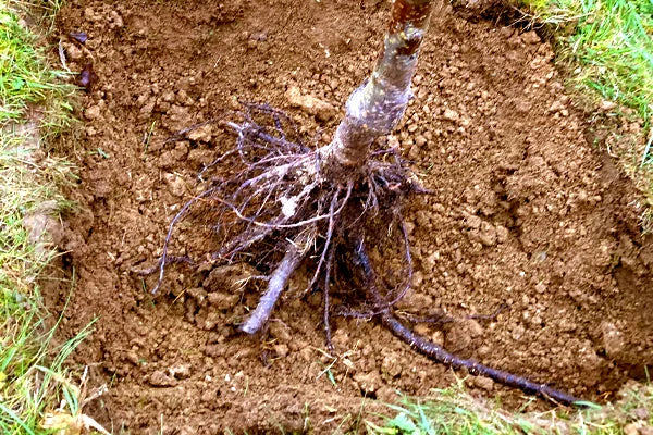 Planting Bareroot Tree Roots