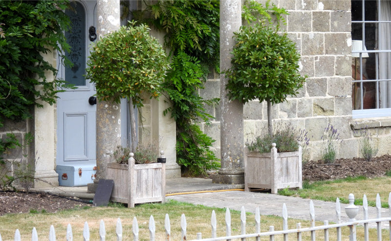 Lollipop Bay Trees in pots on either side of a front door