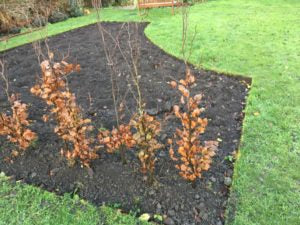 beech hedging for sale