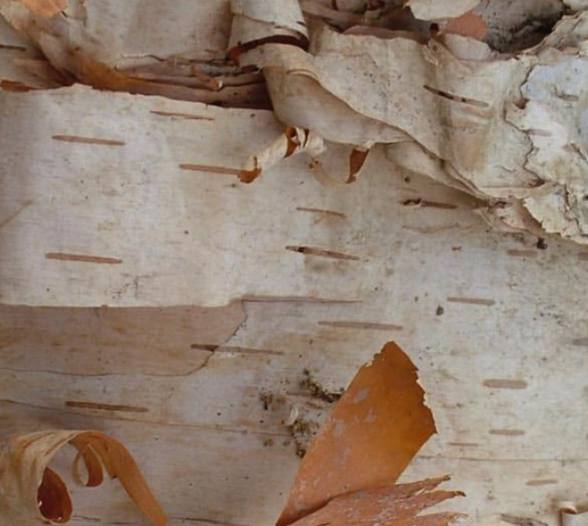 Paper-Bark White Birch