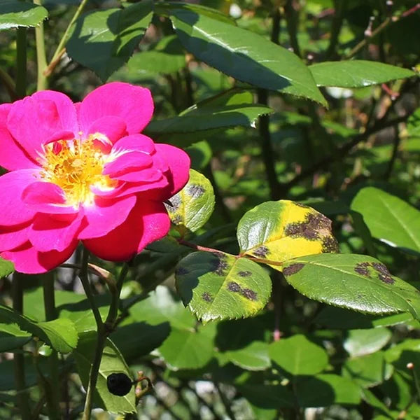 rose bushes with black spots on leaves