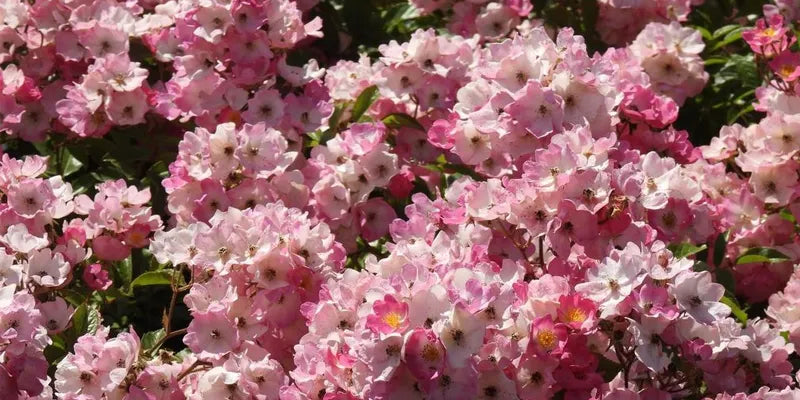 Bonica shrub rose in full bloom during summer