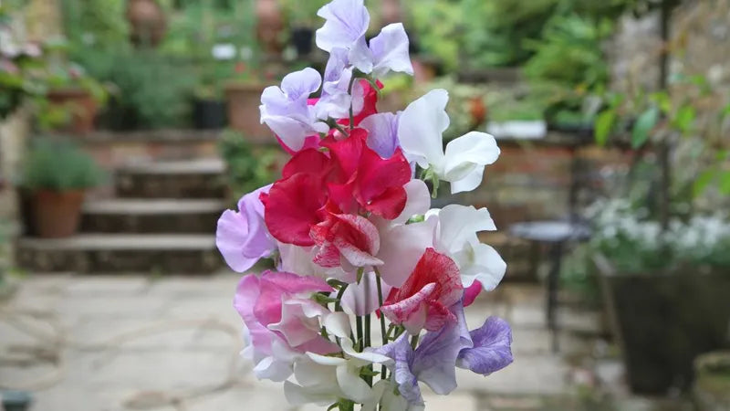 Colorful sweet pea bouquet with pink, red, purple, and white flowers in a garden setting