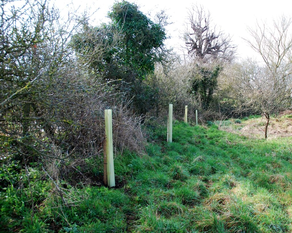 lime trees for sale