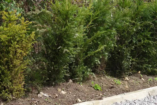 Bronzing & Yellowing Yew Hedge Plants (on the left)