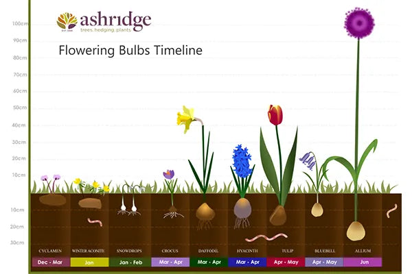 Bulbs planting timeline showing depths and flowering season