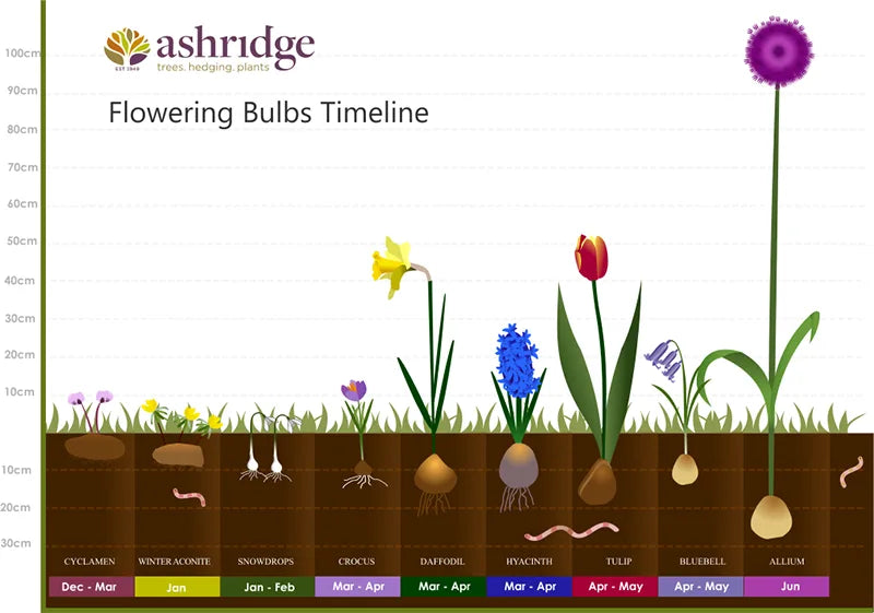 Bulb Flowering Timeline — month-by-month chart showing when snowdrops, crocus, daffodils, tulips, alliums and other spring bulbs flower in the UK