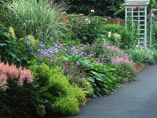 Classic English border using variegated grasses, roses and perennials