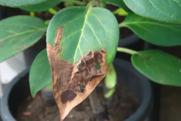 Deseased Clematis Leaf