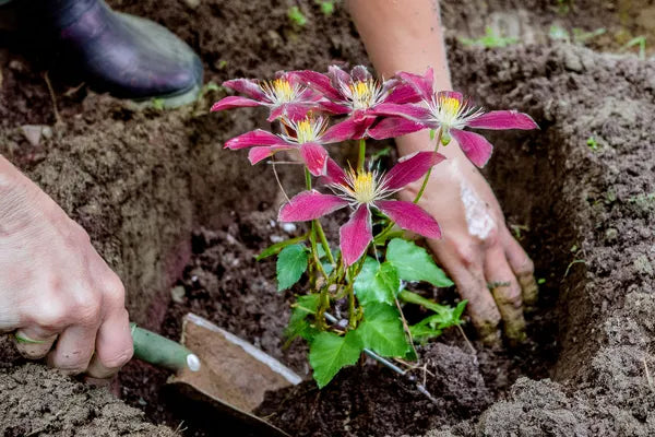 Clematis planted below soil level