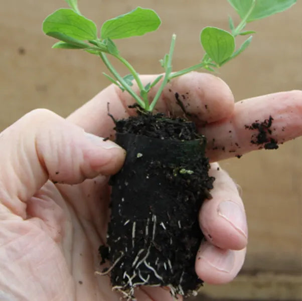 Sweet Pea Plug - A close up of its roots
