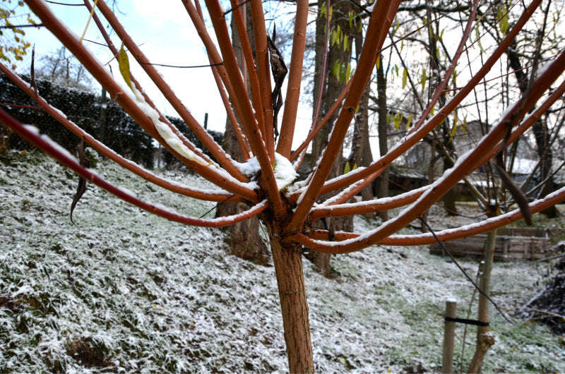 Pollarded Willow