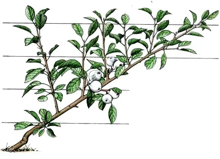 cordon trees Growing a cordon fruit tree diagram